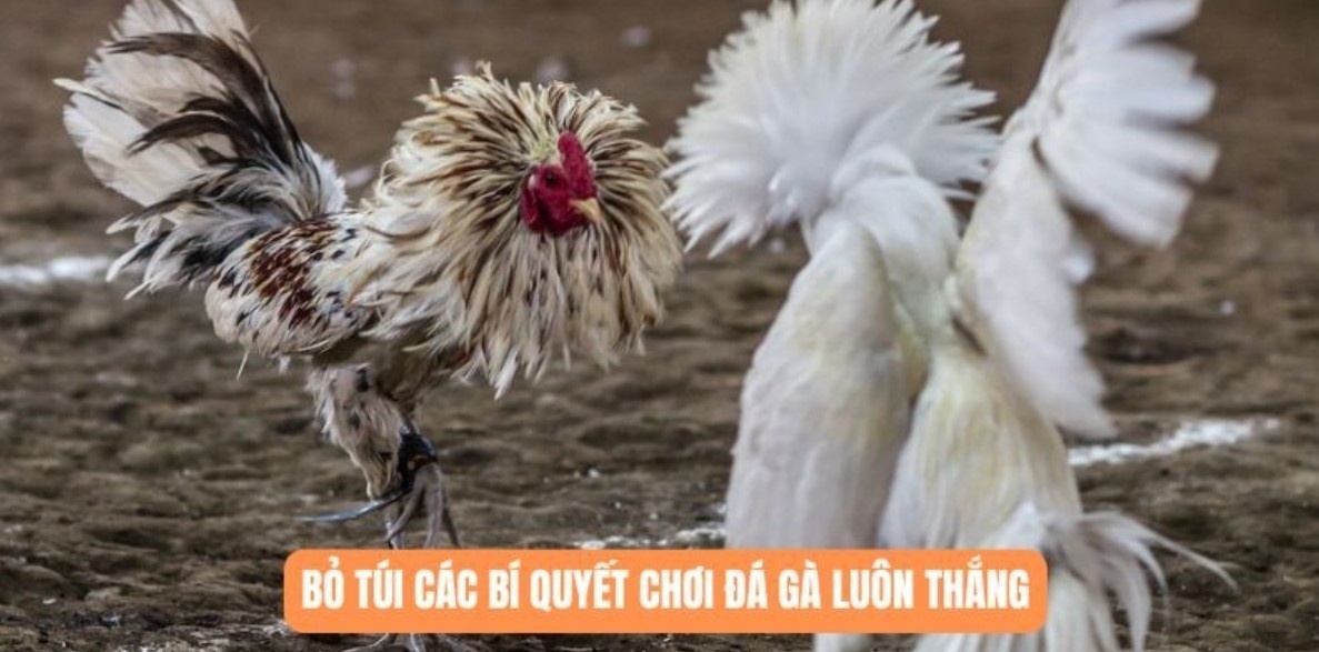 Cách Tập Luyện Cho Gà Chọi - Bí Kíp Chăm Sóc Chiến Kê Bí quyết nuôi dưỡng chiến kê rất hiệu quả