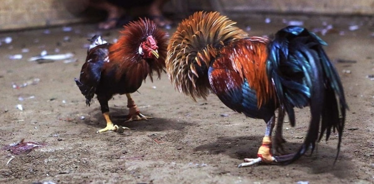 Cách Tập Luyện Cho Gà Chọi - Bí Kíp Chăm Sóc Chiến Kê Cách tập luyện cho gà chọi hiệu quả cao