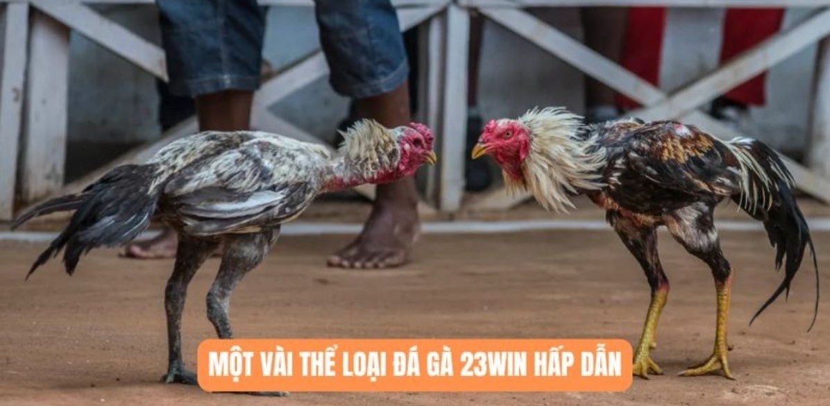 Cách Chọn Gà Đá Khỏe Mạnh - Tuyệt Chiêu Tìm Chiến Kê Tốt Quan sát kỹ ngoại hình để chọn gà tốt