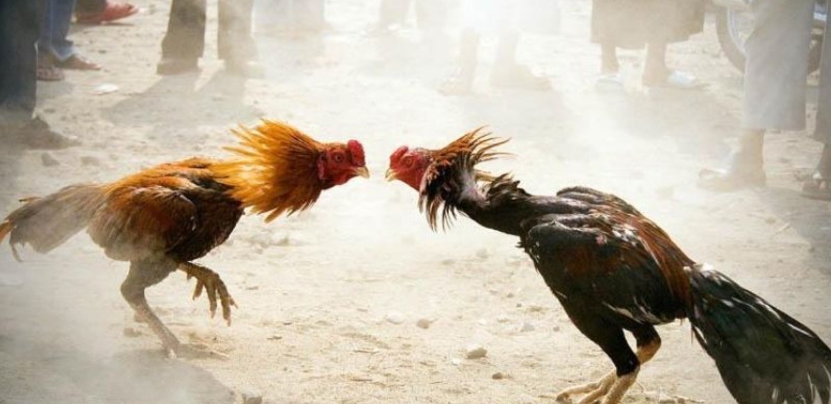 Cách Tập Luyện Cho Gà Chọi - Bí Kíp Chăm Sóc Chiến Kê Quy trình chăm sóc chiến kê đúng kỹ thuật
