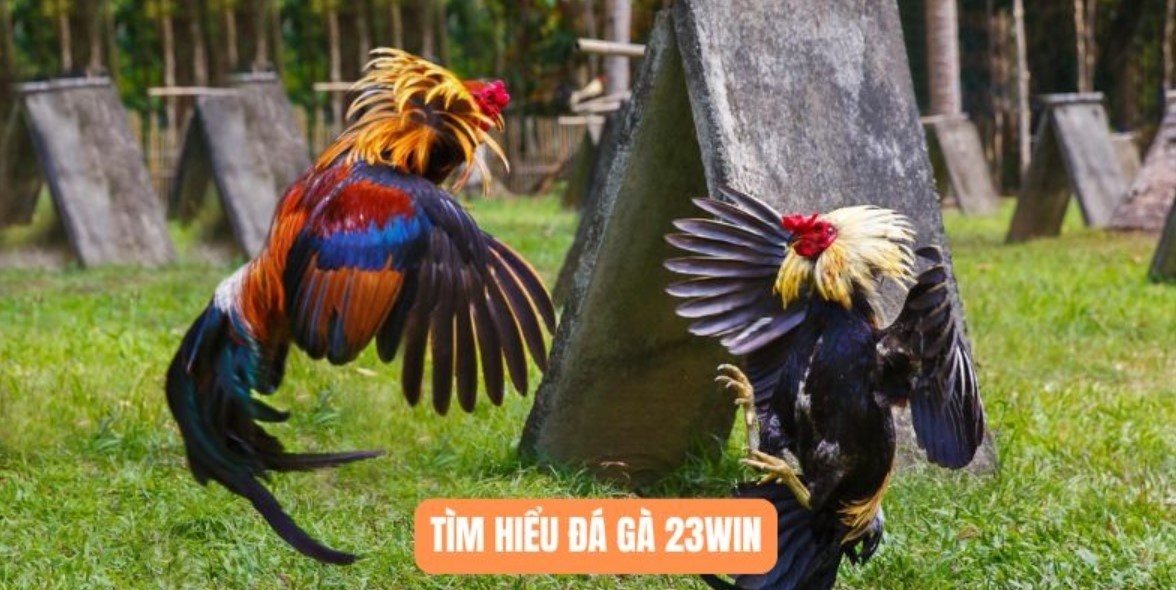 Thế Đá Gà Là Gì - Những Kiến Thức Cho Người Mới Bắt Đầu Tìm hiểu thế đá gà là gì cực quan trọng